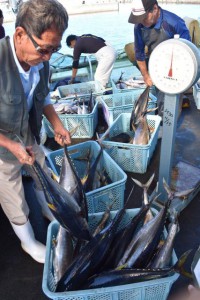 キハダマグロの幼魚などが久しぶりに大量に水揚げされた活気づいた＝11日、佐良浜漁港