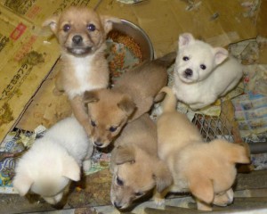 宮古保健所に収容された子犬（資料写真）