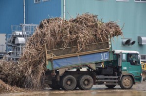 多良間製糖工場への原料搬入が開始１カ月を迎えた。平均糖度が14度台に達するなど品質が上昇している＝16日、多良間村塩川