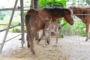 先月30日に産まれた宮古馬の雄馬「カンドゥヌ」。奥は母馬の「花」＝１日、平良山中の荷川取牧場