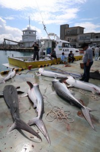 引き揚げられた大物のイタチザメとメジロザメに住民や観光客も興味津々の様子で見入っていた＝21日、池間漁港