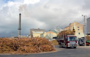 天候に恵まれ各製糖工場は連日のフル稼働が続く＝４日、宮古製糖伊良部工場
