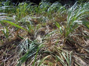 イノシシが荒らしたとみられるサトウキビ畑。被害の広がりが懸念される＝城辺長北（市農政課提供）