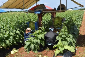 葉タバコの収穫作業に精を出す生産農家＝26日、下地地区