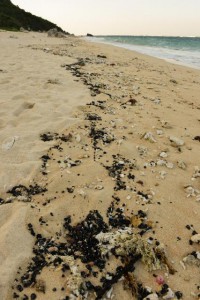 無数の廃油ボールが帯状に波打ち際に漂着していた＝17日、吉野海岸