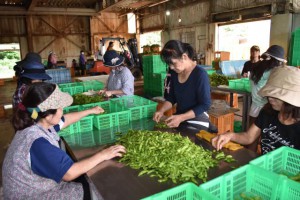 枝豆の選別作業に追われる女性たち＝27日、伊良部漁業協同組合共同加工場