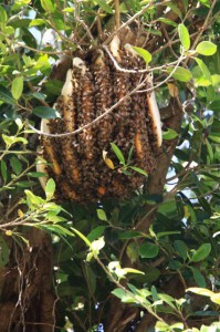 ガジュマルにできた大きなミツバチの巣