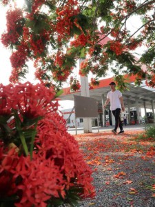 咲き誇るホウオウボクとベニデマリの赤い花が歩行者の目を楽しませている＝５日、市内の第３給油所前