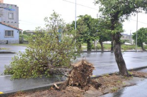 強風を受け根元から折れた街路樹＝８日午前、国道３９０号（通称・バイパス線）