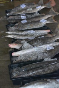 高値で落札されたオモナガ（キツネウオ）＝12日午前、宮古島漁業協同組合の魚市場