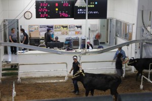 再び70万円を割り込んだ肉用牛競り＝19日、ＪＡ宮古家畜市場