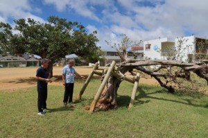 学校のシンボルツリーとして愛されたガジュマルの１本が台風13号で倒れ、撤去することとなった＝12日、平良第一小学校