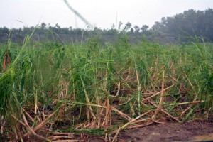 暴風にあおられ葉の裂傷被害が出ているサトウキビ＝５日、城辺のサトウキビ畑