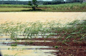 台風接近に伴う雨で一部が冠水したサトウキビ畑＝１日、宮古島市