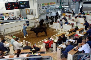 子牛１頭平均72万円の高値が付いた11月期肉用牛競り＝19日、ＪＡおきなわ宮古家畜市場