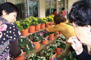 多くの市民が訪れ生徒たちが丹精込めて育てた菊を買い求めた菊まつり＝23日、鏡原中学校