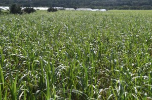 全体収穫面積の約６割を株出しが占めている19－20年産サトウキビ＝25日、宮古島市平良