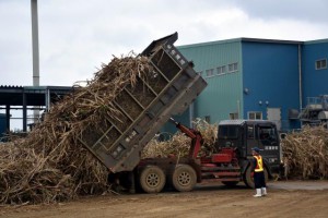 操業開始から１カ月を迎えた村多良間製糖工場。これまでに５６２８㌧の原料を搬入した＝８日、多良間塩