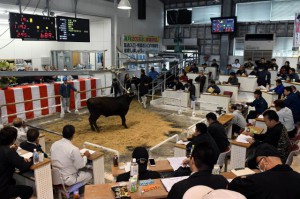 初競りの子牛平均価格は70万５４５２の高値が付いた＝19日、ＪＡおきなわ宮古家畜市場