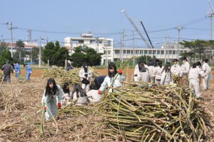 サトウキビの収穫作業を体験する生徒たち＝31日、宮古総合実業高第２農場