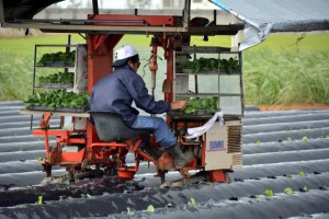 葉タバコの苗を本畑へ移植する作業が始まっている＝15日、市上野
