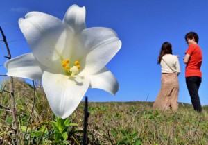 美しい真っ白な花で観光客の目を楽しませているテッポウユリ＝４日、東平安名崎