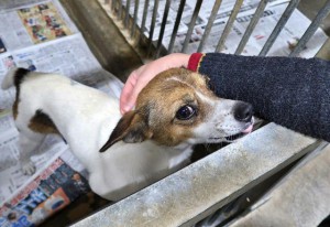 子犬と一緒に保護された母犬。すでに子犬はボランティア団体に引き取られ、この母犬も譲渡先が決まるのを待っている＝５日、県宮古保健所