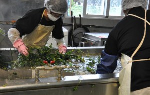 収穫された宮古ＢＰを洗浄する作業員＝５日、かぎすま宮古の工場