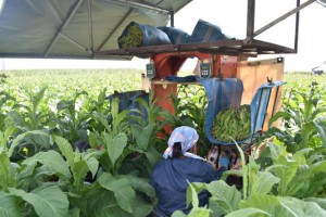 葉タバコの収穫作業に精を出す作業員＝16日、下地地区