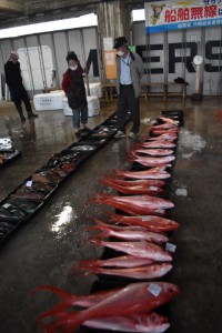 値が付いた高級魚のアカマチ＝７日、宮古島漁業協同組合の魚市場