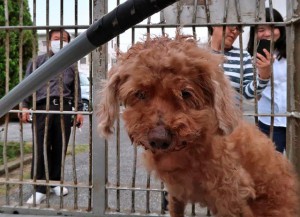 ボランティアの活動が奏功し宮古保健所に捕獲、保護された犬の殺処分は19年度に初めてゼロとなった＝３日、宮古保健所