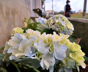 アジサイが花を咲かせていた＝11日、平良西里