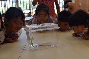 子どもたちは興味津々にミヤコカナヘビを観察した＝11日、市ひらら児童