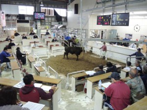 20年競りを終えたＪＡ家畜市場。35億７２００万円を売り上げた＝８日、ＪＡおきなわ宮古家畜市場