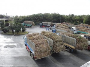 沖縄製糖宮古工場が今期作原料の搬入を開始。早朝から工場内に列をなすサトウキビ運搬トラック＝５日、下地上地