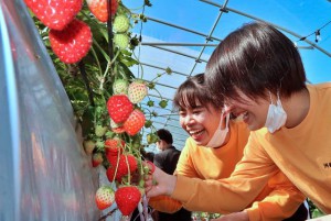 ３年生34人がイチゴ狩りや栽培の魅力を学んだ＝22日、上野野原の「あまいの大好き！農園」
