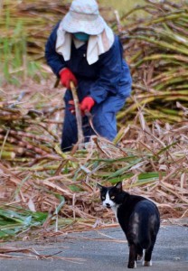 この時期「猫の手も借りたい」サトウキビ農家と、それを「われ関せず」と見守る猫＝24日、市内