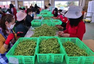 島産枝豆の出荷が本格化している＝28日、伊良部島の枝豆生産組合