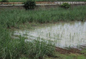30、31両日の雨で一部が冠水したサトウキビ畑＝31日、市城辺