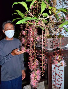 一夜限りの幻の花が咲いている珍しい盆栽のサガリバナ＝５月30日、市内民家