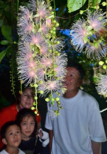 訪れた人たちは、幻想的な花を咲かせるサガリバナに魅了された＝28日、平良西仲宗根の添道サガリバナ群生地
