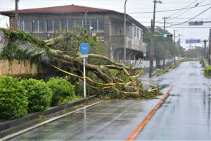 強風にあおられてグラウンドのデイゴが道路に倒れた＝23日、上野小学校前